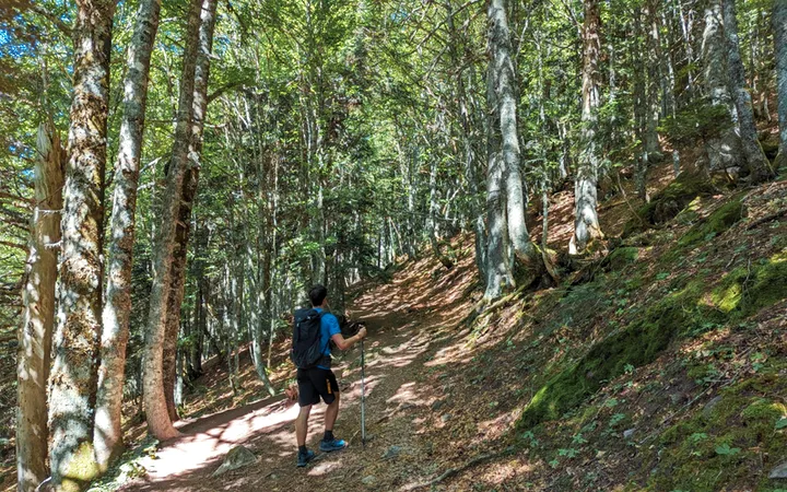 Tramo de bosque durante la subida a los Lagos de Ayous