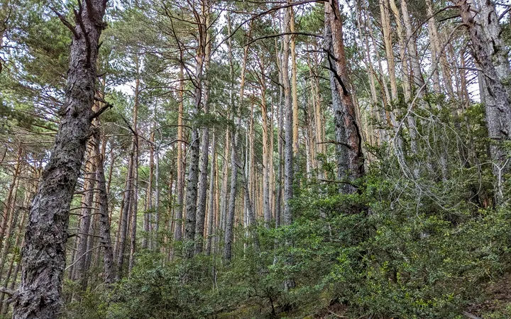 Zona de bosque durante la subida a La Trapa