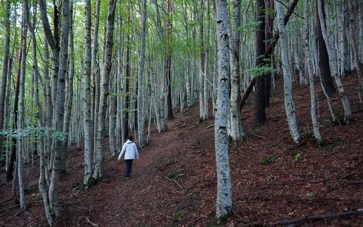 Paseando por el hayedo de Abi en el valle de Aísa