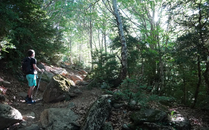 Segundo tramo de bosque desde el refugio de Bujaruelo