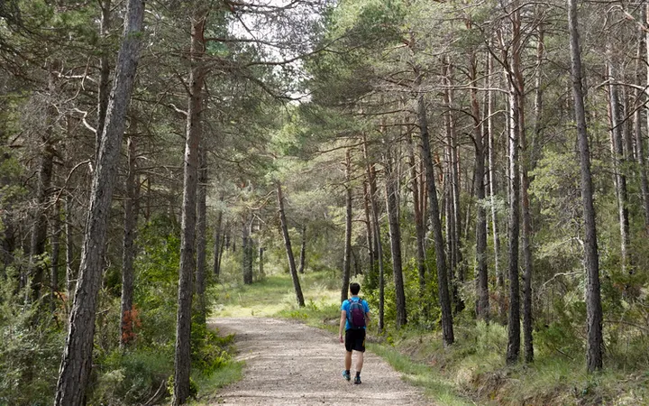 Pinar de camino a la Peña Falconera