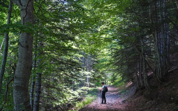 Bosque durante la bajada del ibonet de Batisielles a la pista