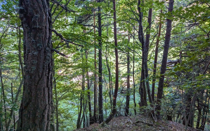 Tramo de bosque de camino a Canfranc Estación