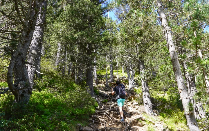 Tramo de bosque hacia el Ibón de Escarpinosa