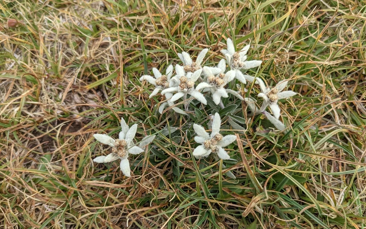 Flores Edelweis en la cima de La Moleta