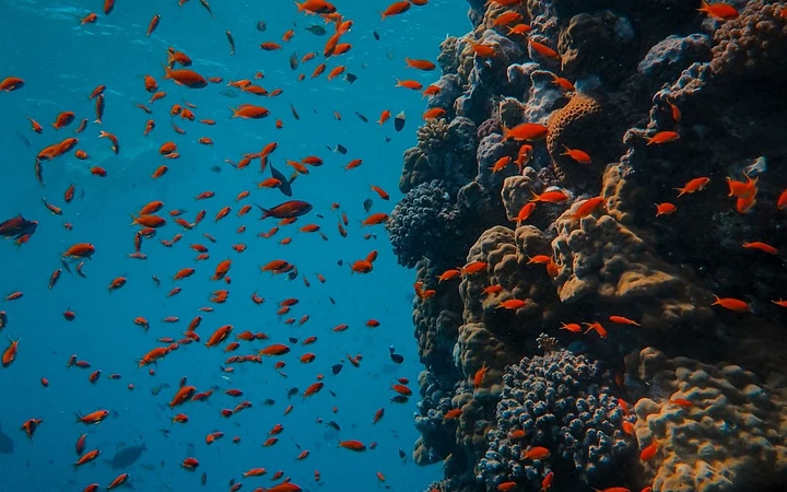Mar Rojo en Egipto