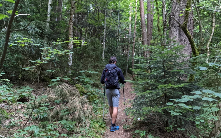 Primer tramo de subida por bosque hacia El Carretón