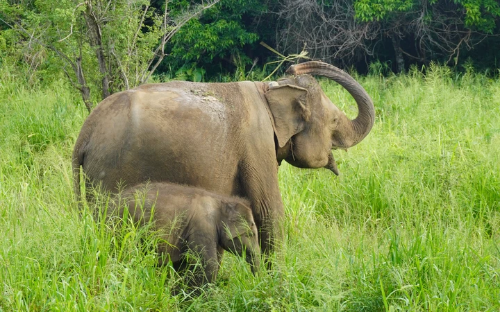 Elefantes Asiáticos en Hurulu Eco Park