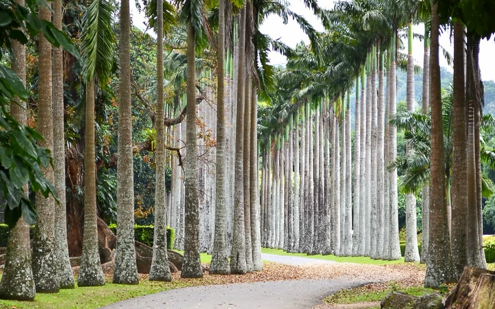 Jardín Botánico de Peradeniya en Kandy
