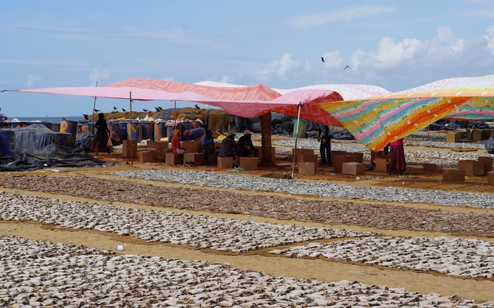 Mercado del pescado de Negombo