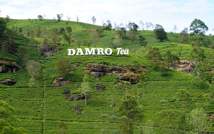 Plantación de té Damro en los alrededores de Nuwara Eliya
