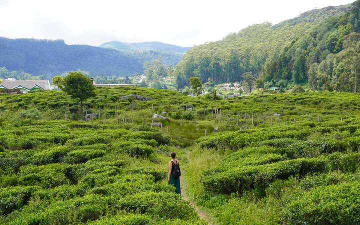 Plantaciones de té en los alrededores de Nuwara Eliya