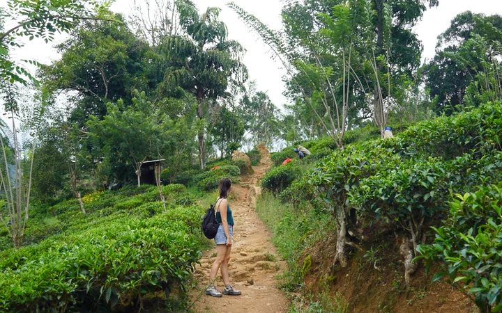 Plantaciones de té durante la ruta a Ella Rock