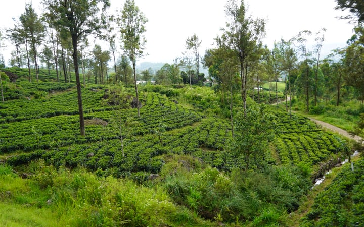 Plantaciones de té durante el trayecto entre Nanu Oya y Ella