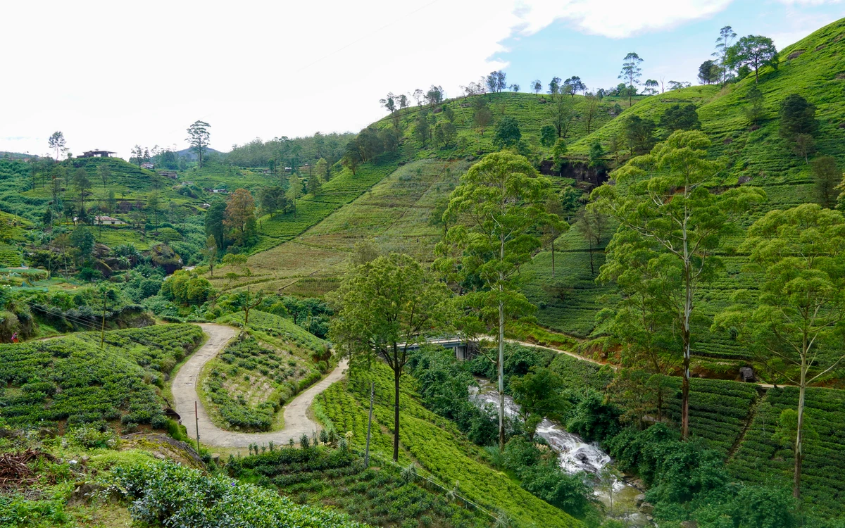 que ver en Nuwara Eliya y alrededores