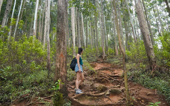 Zona de arboles con raíces antes de llegar a la cima de Ella Rock