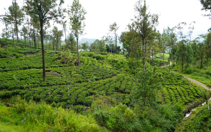 Plantaciones de té antes de llegar a Nuwara Eliya