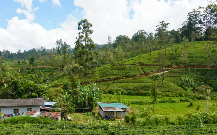 Paisajes verdes de las Tierras Altas de Sri Lanka