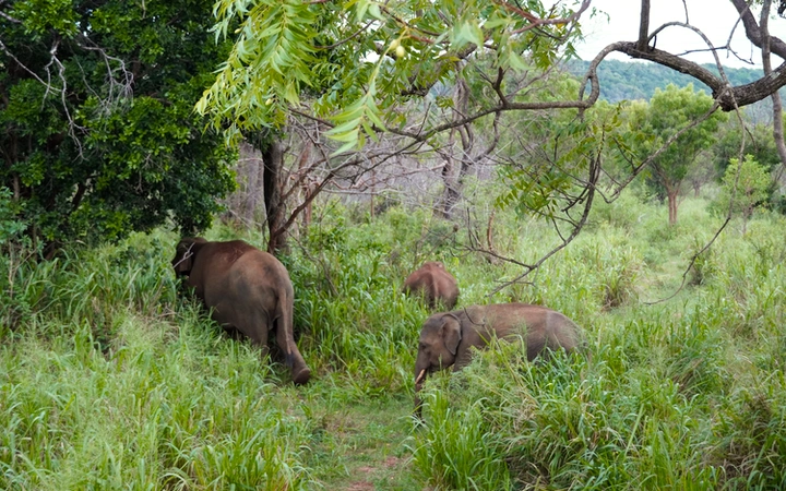 Familia de elefantes en Hurulu Eco Park