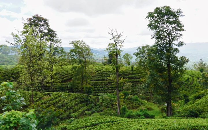Campos de té desde el tren tras salir de Nanu Oya