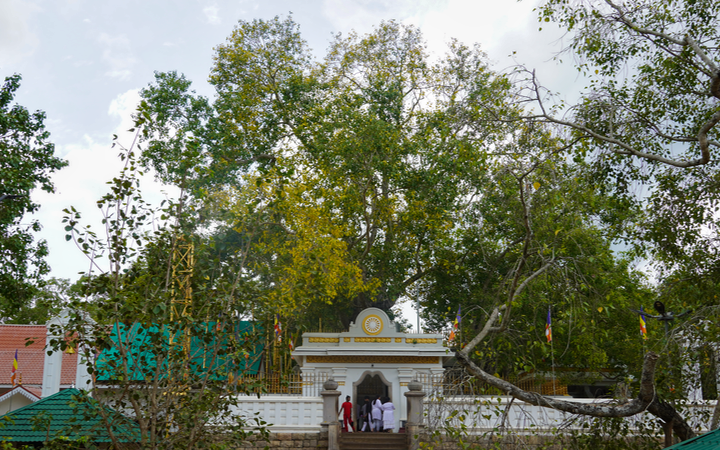 Qué ver en Anuradhapura: Jaya Sri Maha Bodhi