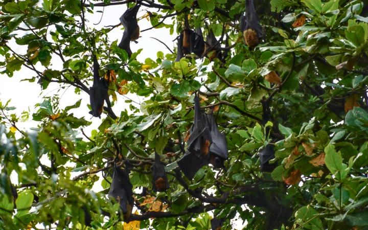 Murciélagos de la fruta en Anuradhapura