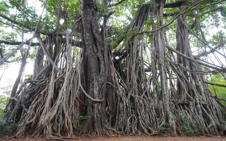 Árbol sagrado en el templo Mihindu de camino a Mihintale