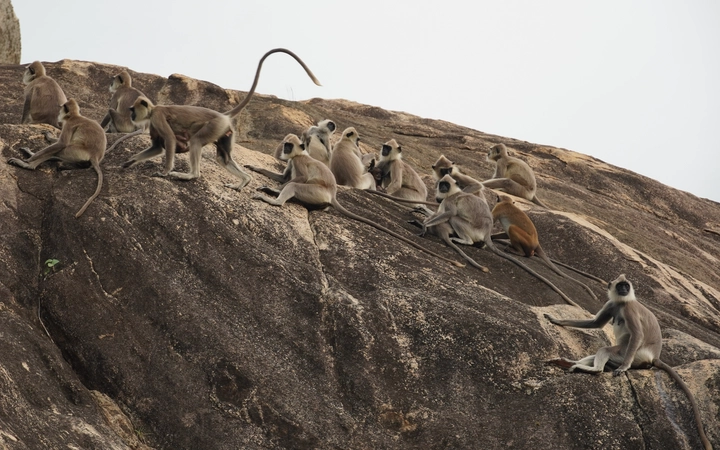 Monos en la subida a la Roca Aradhana Gala