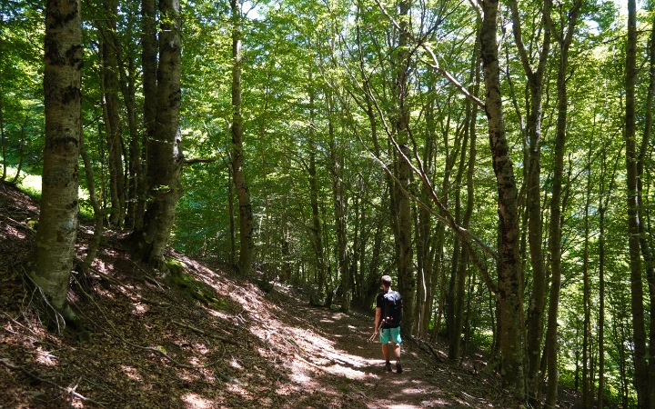 Bosque bajando del paso de l´Escalé