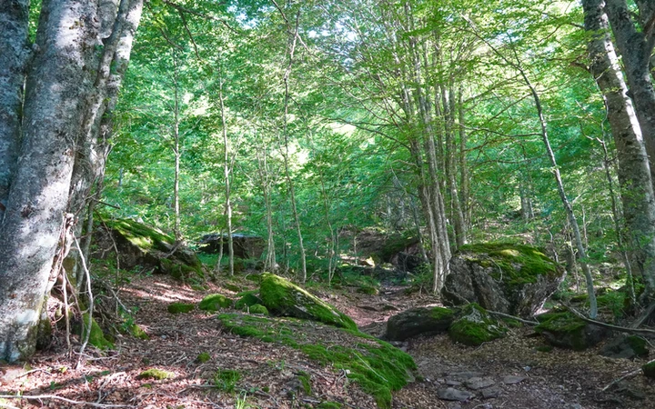 Tramo de bosque tras abandonar la pista forestal