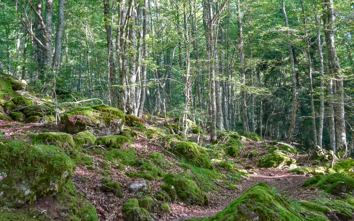 
Tramo de bosque junto a la cascada del barranco de Escalé