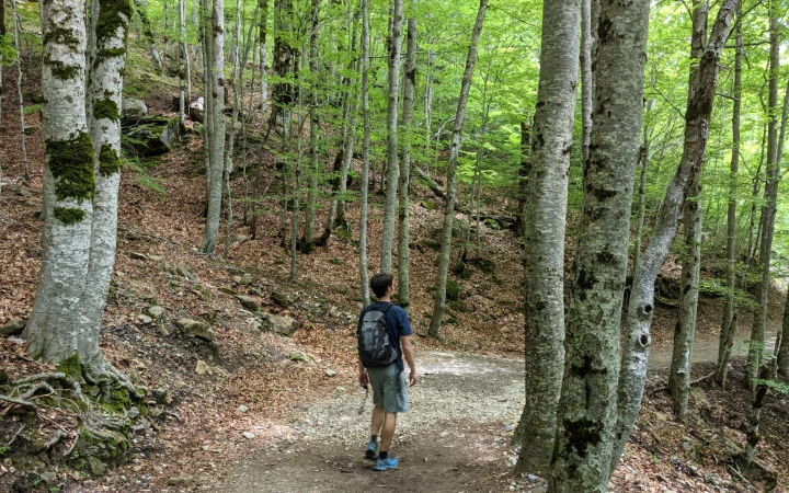 Tramo de bosque de hayas hacia la pradera de Ordesa