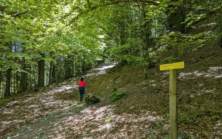 Tramo de bosque hacia el aparcamiento de Sansanet