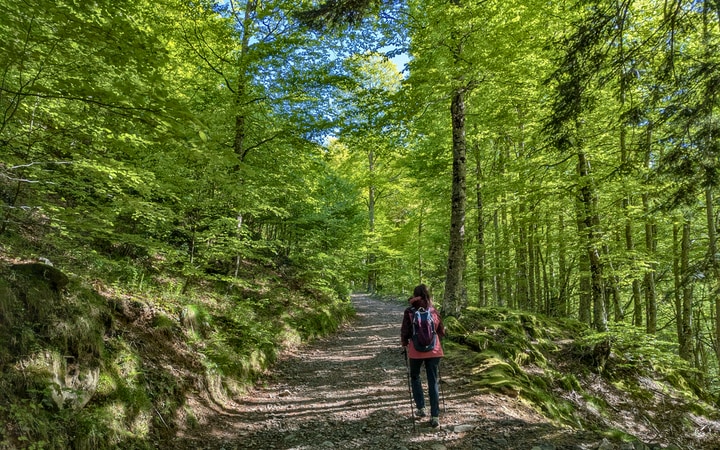 Tramo de bosque por pista forestal