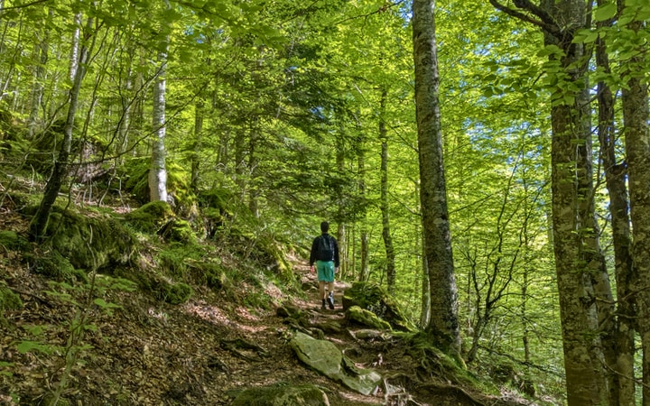Camino por el hayedo de Sansanet