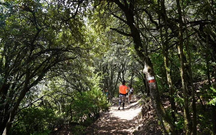 Zona de bosque de la Senda de los Burros
