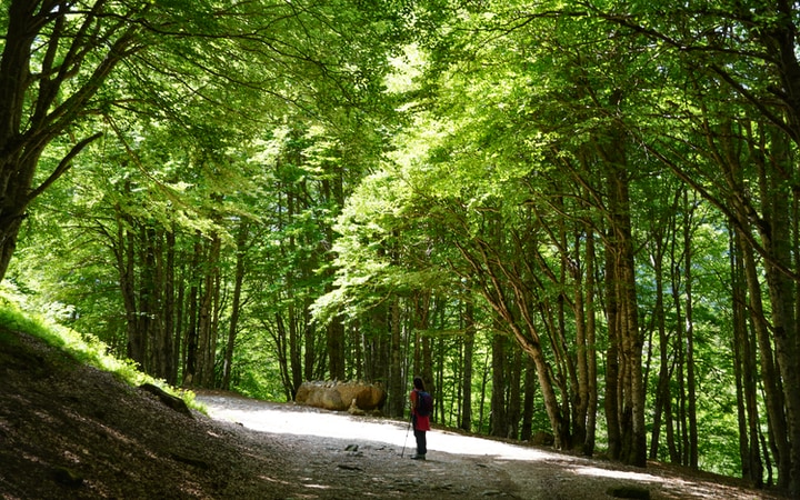 Tramo de bosque durante la ruta