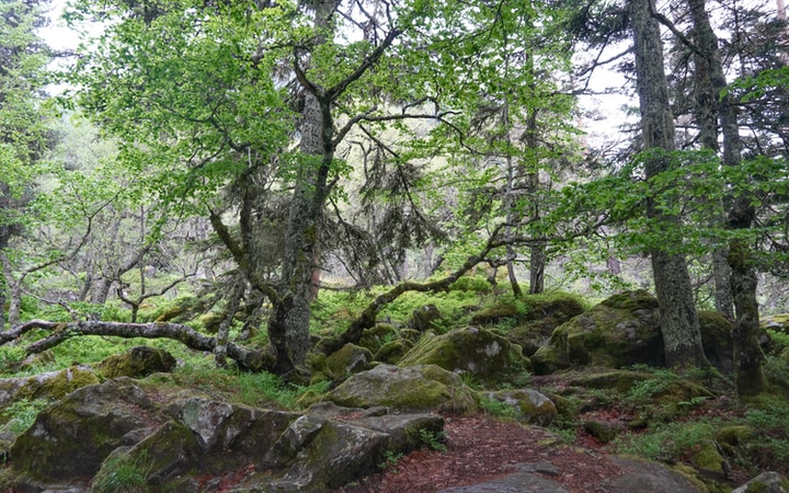 Zona de bosque durante la subida al Lac de Gaube