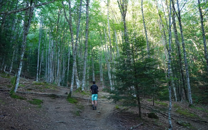Tramo de bosque hacia el Lac du Montagnon