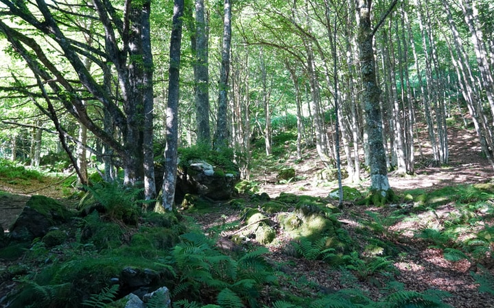 Bosque durante la subida al Lac du Montagnon