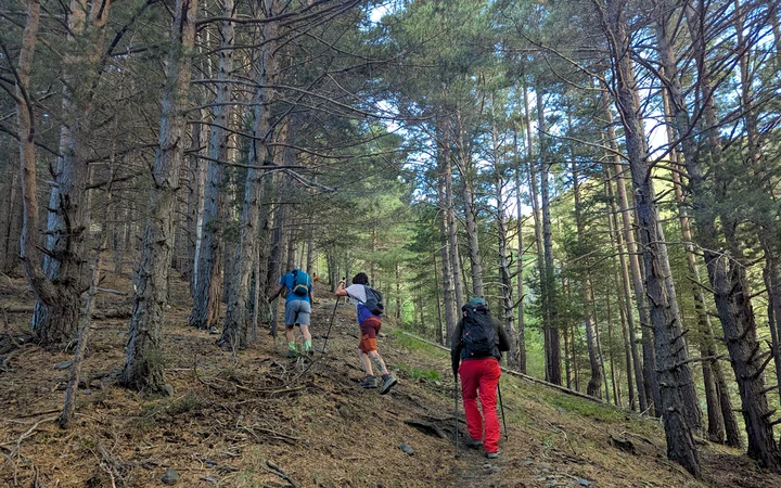 Tramo de bosque al inicio de la ruta desde Viadós