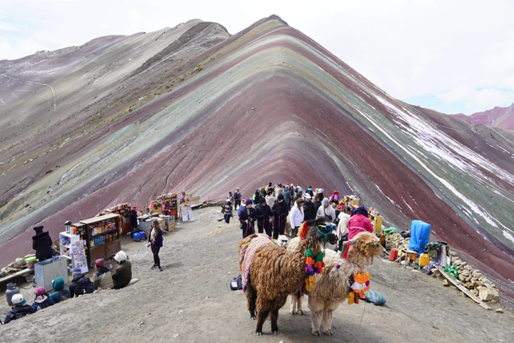 Alpacas en la montaña de 7 colores