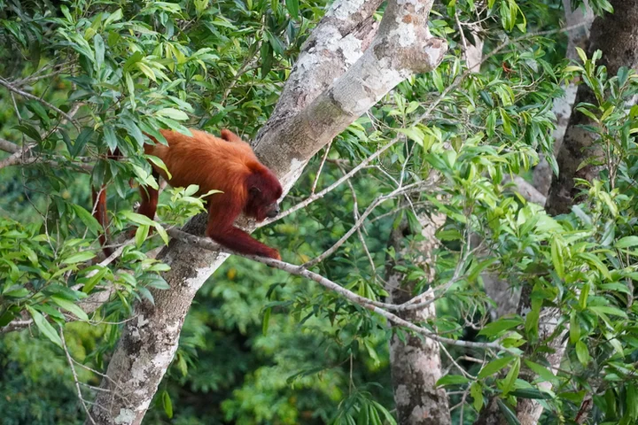 Amazonas Peruano desde Puerto Maldonado