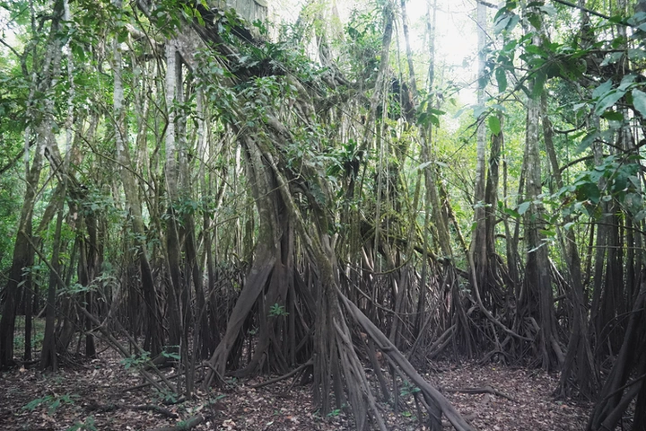 Arboles del Amazonas de Perú
