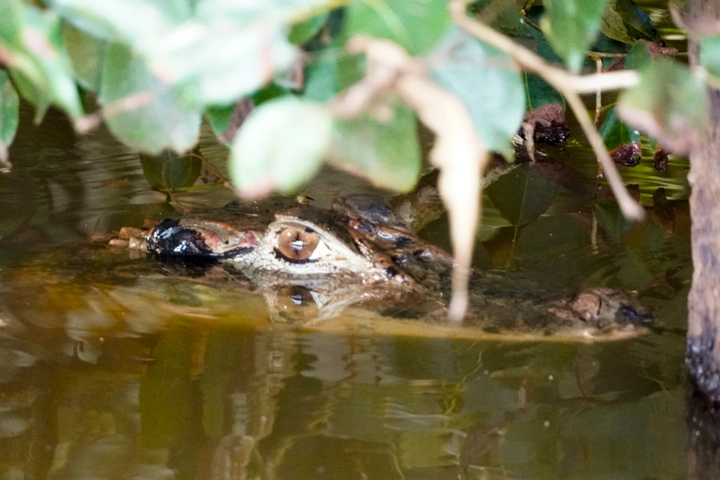 Caimán en las aguas del Lago Sandoval