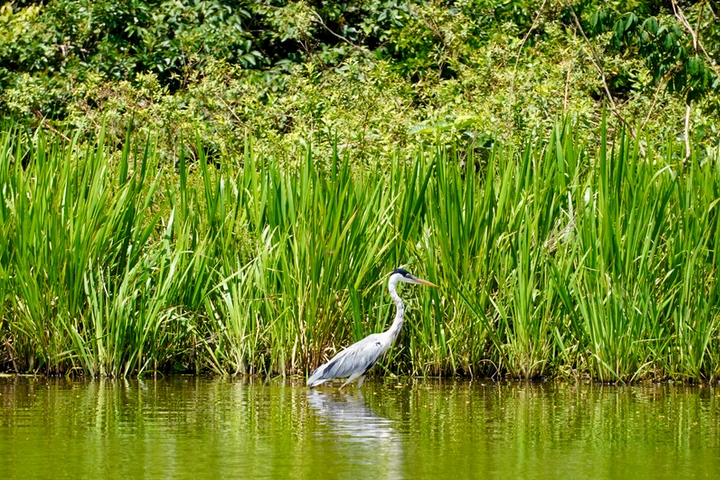 Garza los humedales del Lago Sandoval