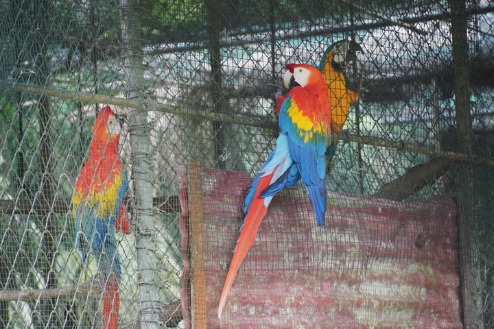 Guacamayos en el centro de rescate Taricaya
