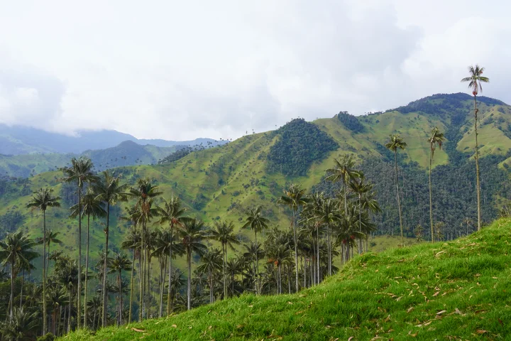 Guía para viajar a Colombia: Palmas de cera