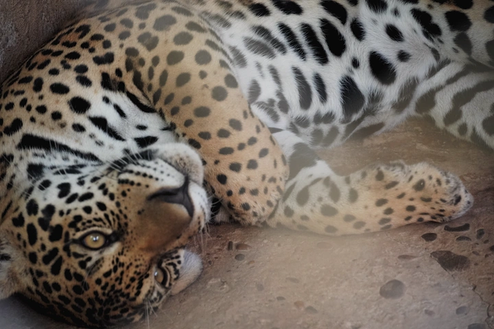 Jaguar en el centro de rescate Taricaya