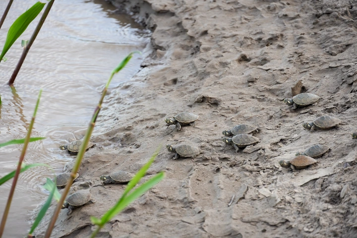 Tortugas Taricaya yendo al río Madre de Dios